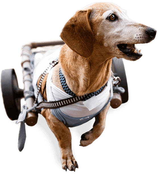image of a happy dog image of a happy dog